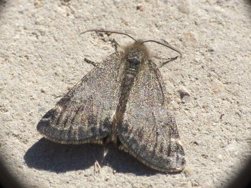 Réf. 279 980 : Boudinotiana notha